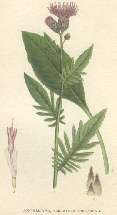 Serratula