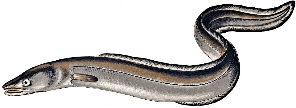 Congridae
