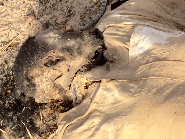 corpse