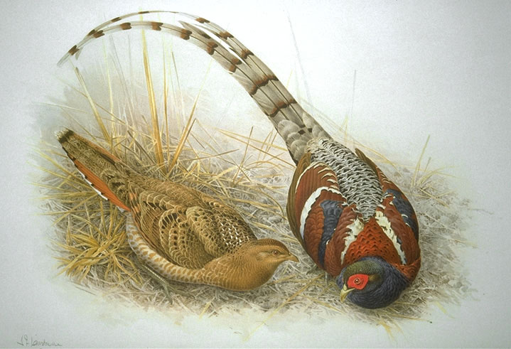 Hume's Pheasant