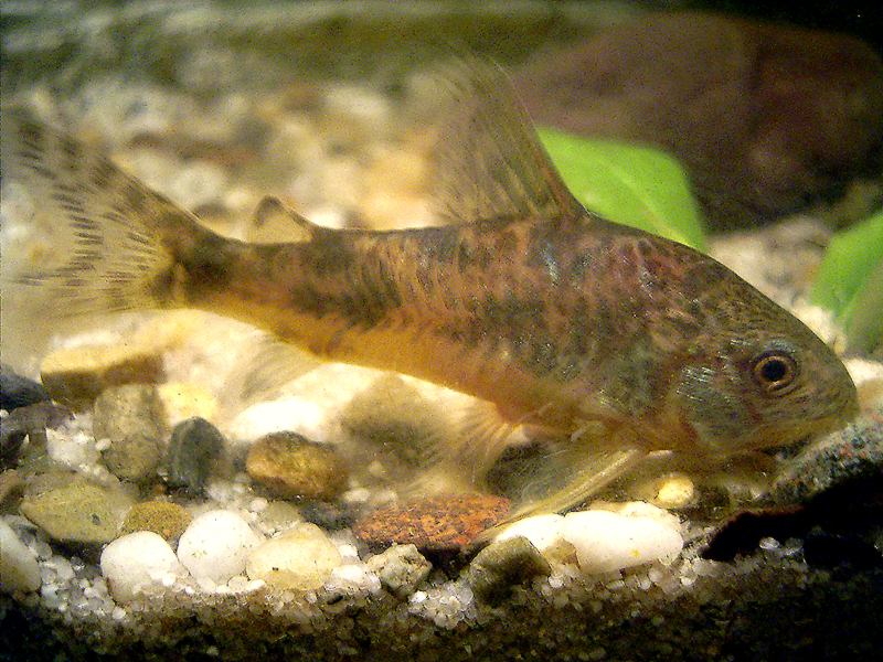 Corydoras paleatus