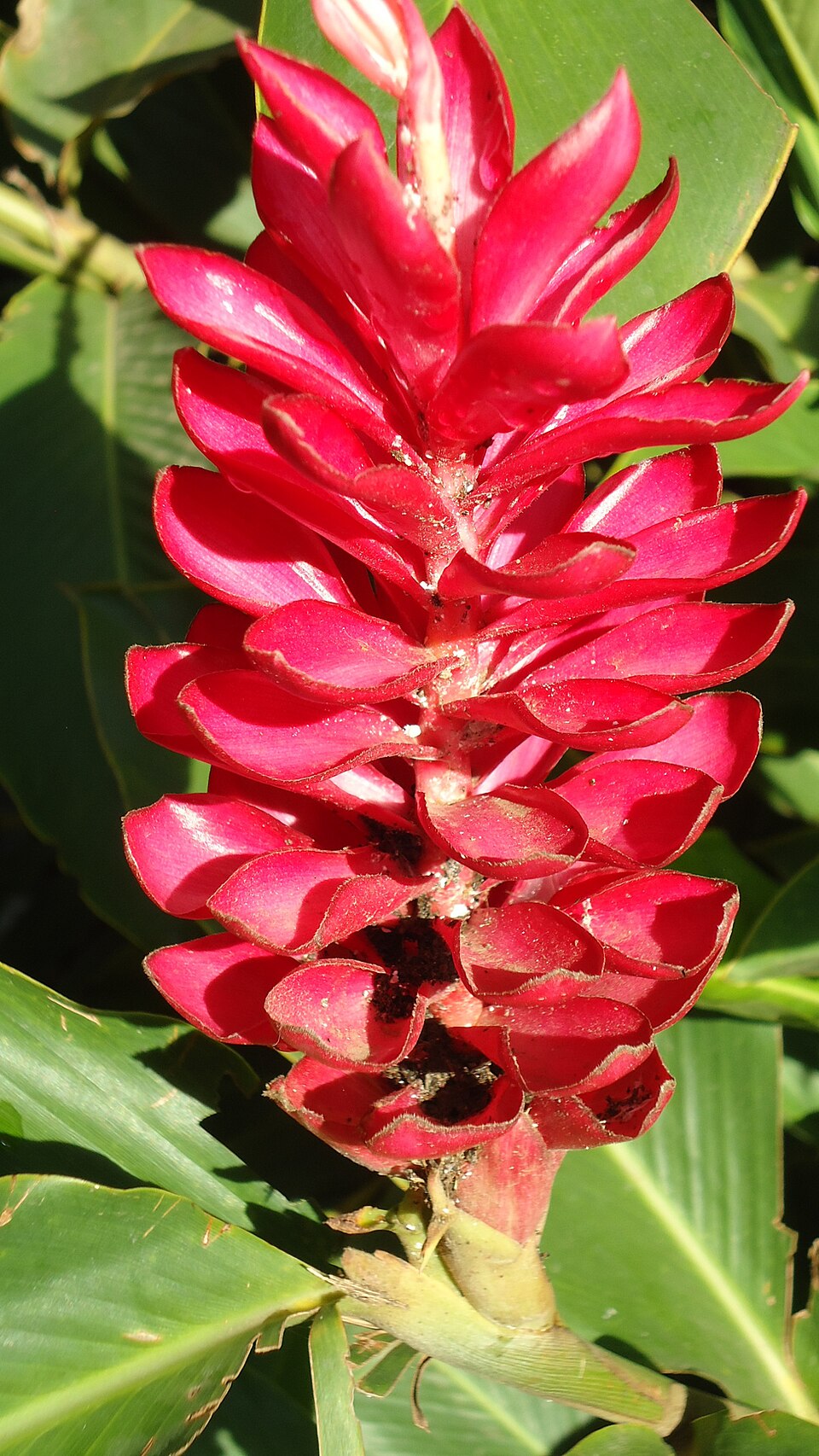 Alpinia