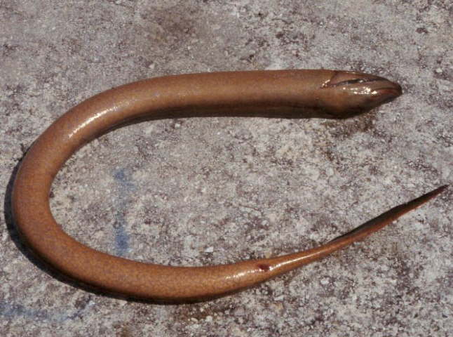 Synbranchiformes