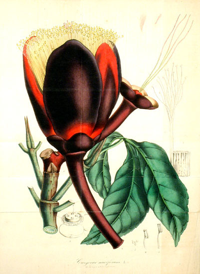 Caryocaraceae