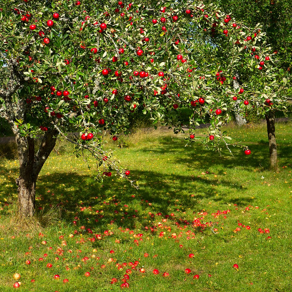 Malus domestica