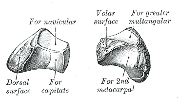 trapezoid bone