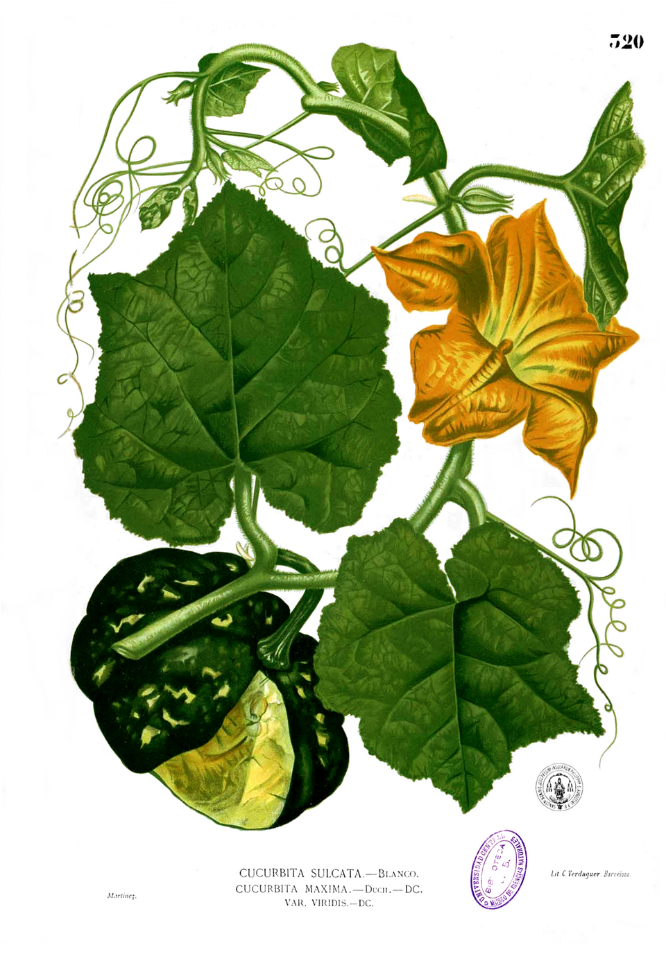 Cucurbita maxima