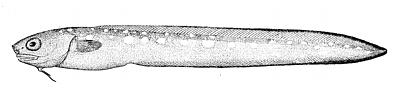 Ophidiiformes
