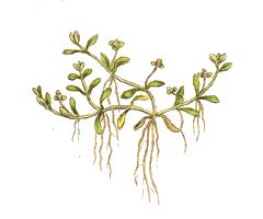 Elatinaceae