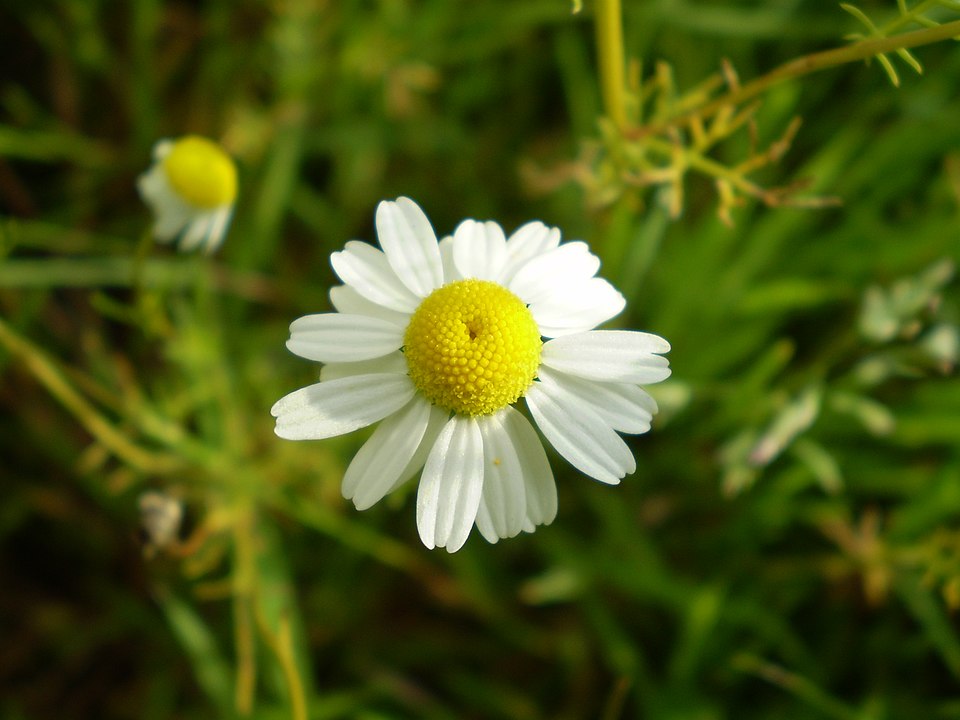 Matricaria chamomilla