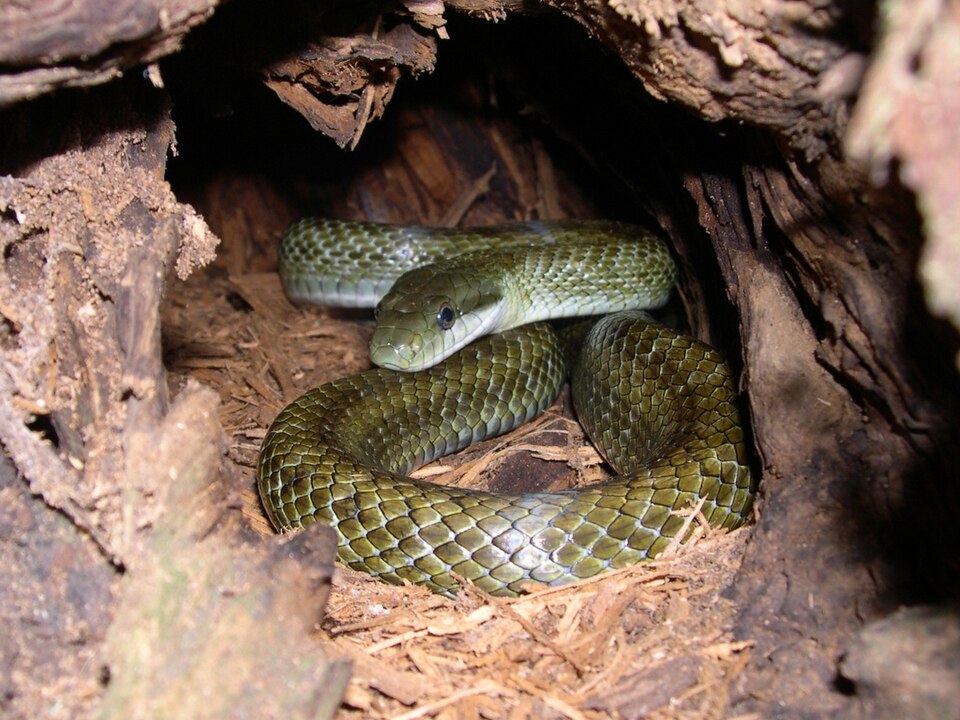 Elaphe