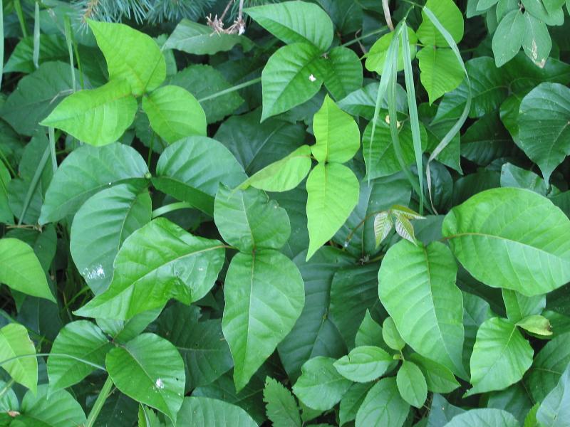 Toxicodendron