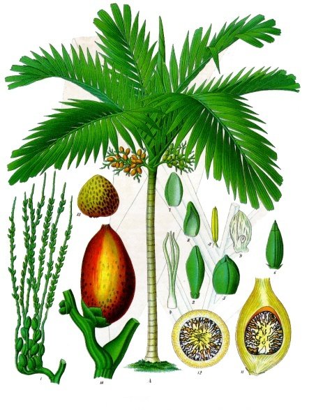 Areca