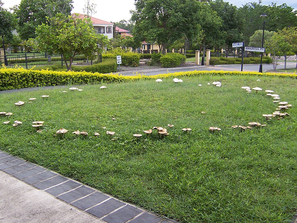 fairy ring