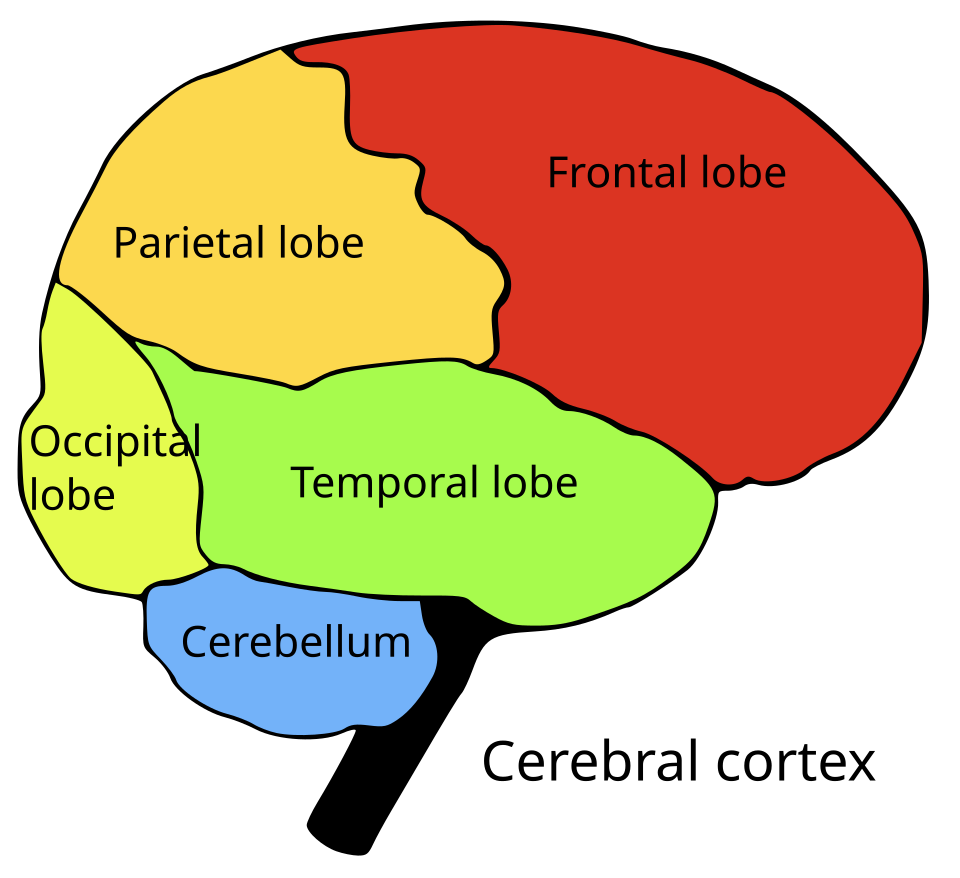 temporal lobe