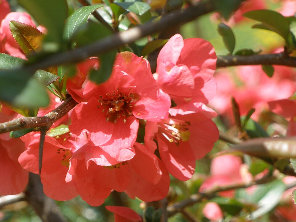 Chaenomeles