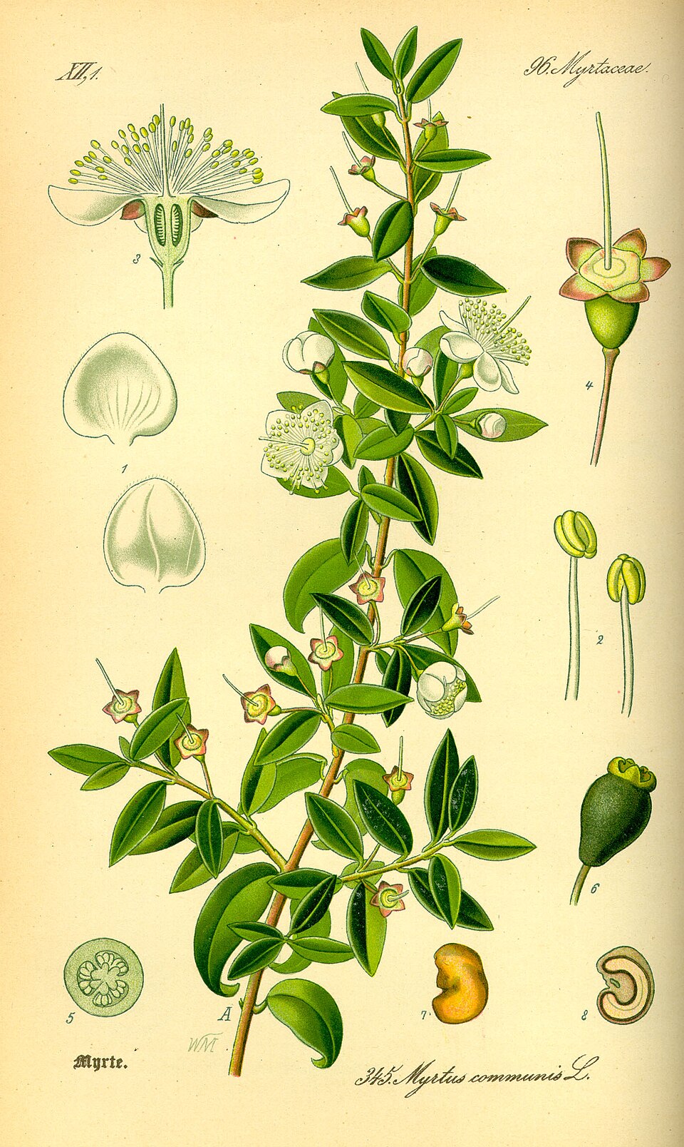common myrtle