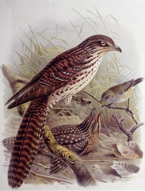 Long-tailed Cuckoo