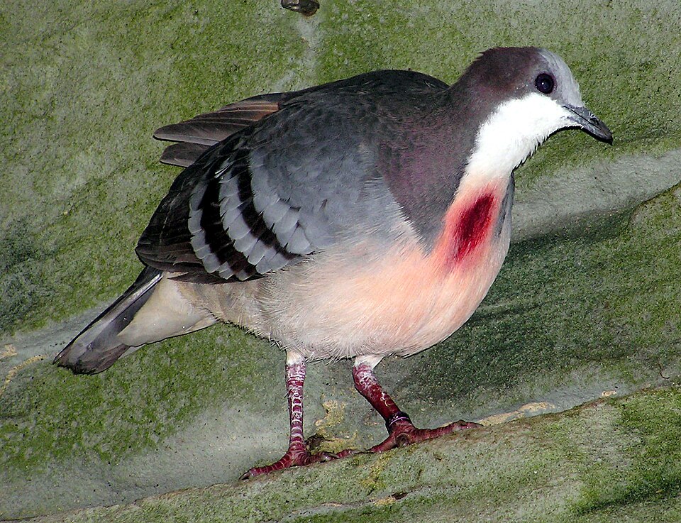 Luzon Bleeding-heart