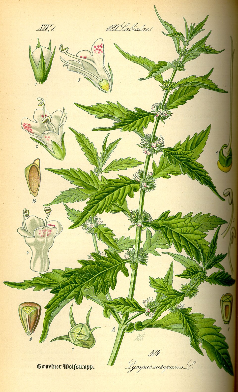 Lycopus