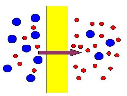 membrane