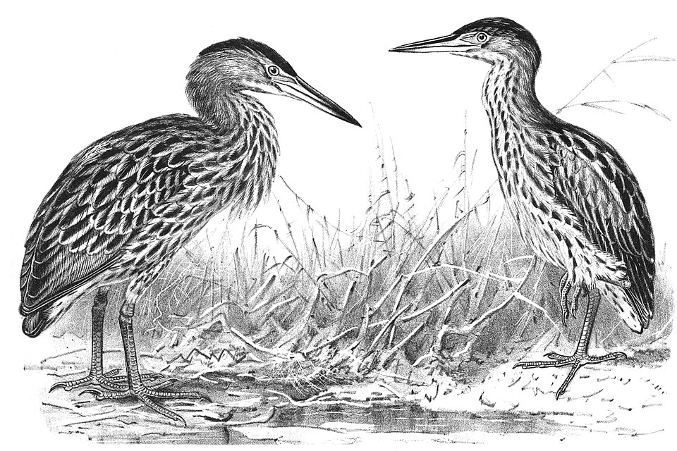 New Zealand Bittern