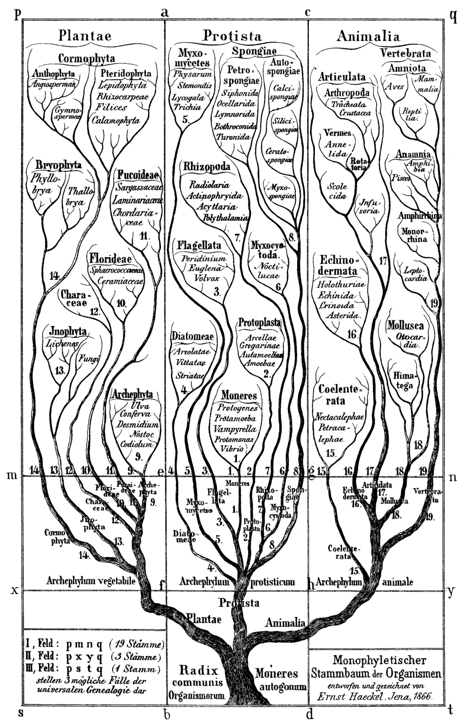 orthogenesis
