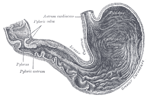 pylorus