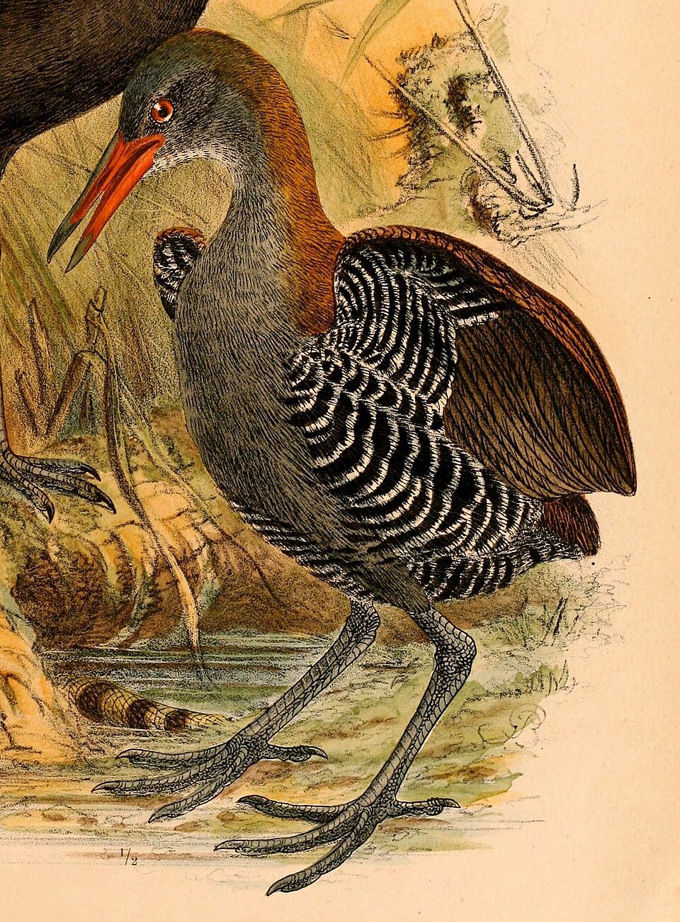 Snoring Rail