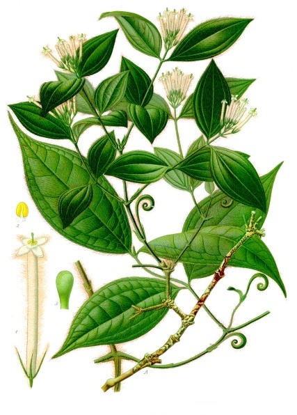 Strychnos