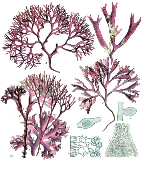 Thallophyte